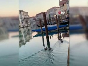 İtalya’nın Ünlü Su Kanallarına Hayvanlar Geri Döndü