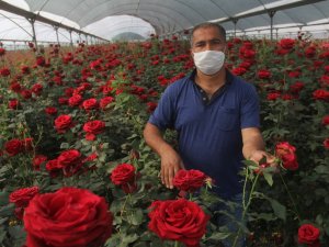 Gül Üreticisine Korona Darbesi