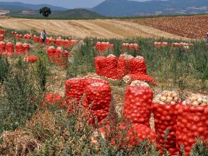 Soğan İhracatı Kontrollü Olarak Yapılacak