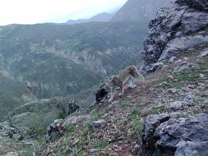 Tunceli’nin Yaban Hayatı Foto Kapanla Görüntülendi