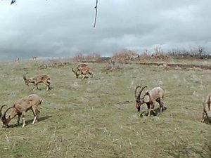 Foto Kapanlar Yaban Hayatını Görüntüledi