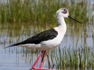 Göçmen Kuşlar Objektiflere Yakalandı