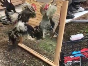 Horoz Aynada Kendini Görürse