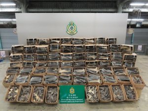 Hong Kong’da 26 Ton Kurutulmuş Köpek Balığı Yüzgeci Ele Geçirildi