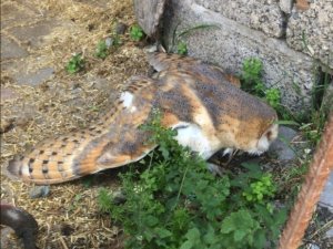 Yaralı Bulunan Peçeli Baykuş Tedavi Altına Alındı