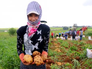 Adana’da Turfanda Patatese Buruk Hasat