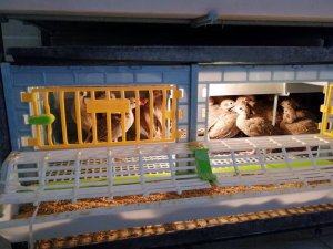 Kınalı Keklikler Yumurtadan Çıktı