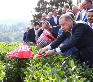 Cumhurbaşkanı Erdoğan Çay Üreticilerinin Memleketlerine Dönüş Yapıp Yapamayacaklarına İlişkin Kararı Açıkladı