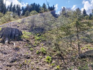 Giresun Valiliği: "Kümbet Yaylasında Orman Katliamı Söz Konusu Değil"