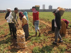 Patates Üreticisinde Fiyat Düşecek Korkusu