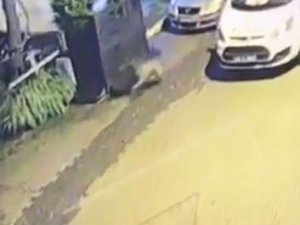 Ayılar Artvin’i Mesken Tuttu