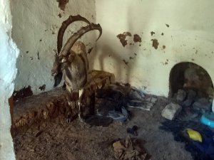 Yayla Evinde Mahsur Kalan Yaban Keçisini Kurtardılar