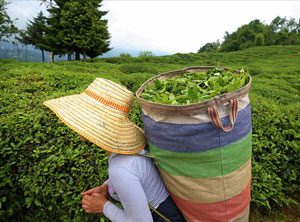 Çay Üreticileri İçin Seyahat İzin Belgesi Başvuruları Başladı