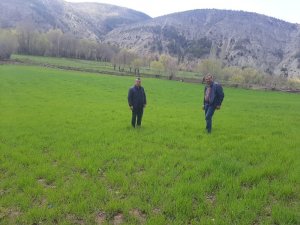 Deneme Amaçlı Ekilmişti, Çiftçilerin Yüzünü Güldürdü