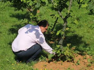 Arslantürk:"ürettiğimiz Fındık İhracata Yetmiyor"