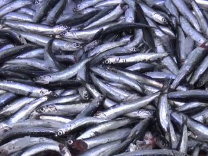 Sinop’ta Hamsi Sürpriz Yaptı