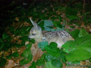 "Karaca Yavrularına Dokunmayın" Çağrısı