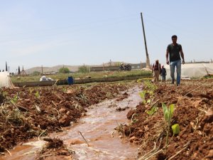 Harran Ovası’nda İsot Fideleri Toprakla Buluşuyor
