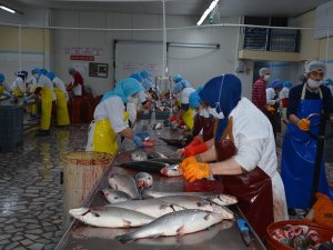 Türk Somonu Rusya Ve Japonya Sofrasını Süslüyor