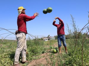 Adana’da Karpuzda Hasat Coşkusu