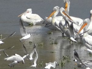 Pelikanların Avlanması Kameralara Yansıdı