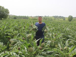 Fiyatı Diğer Enginarların İki Katı Ama Tarlada Kapışılıyor