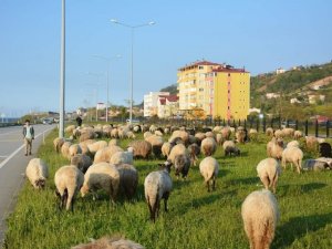 Giresunlu Çobanların Yayla Yolculuğu Başladı