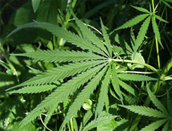 Çayeli'nde hint keneviri ele geçirildi