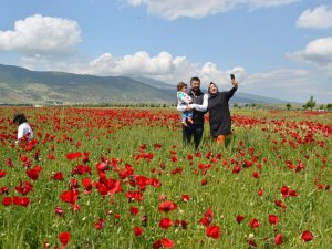 Buğday Tarlasında Gelincik Şöleni