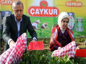 Cumhurbaşkanı Erdoğan, Yaş Çay Taban Fiyatını Açıkladı