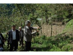 "Fındığın Gelecek 3 Yılı Endişe Verici"
