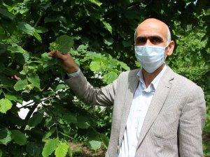 Karan: “Türk Fındığı Ülkemize De Yeter, Dünyaya Da Yeter”