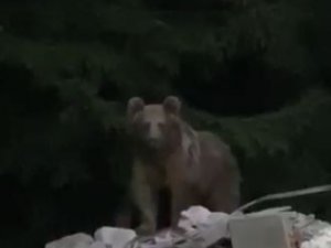 Bir Haftadır Evinin Kapısına Gelen Ayıyı Cep Telefonuna Kaydetti