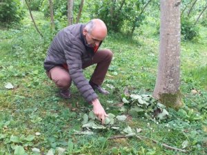 Giresun’da Etkili Olan Fırtına Fındıkta Hasara Yol Açtı