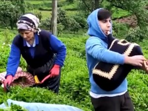 Rize’de Çay Üreticileri Tulum İle Müzik Eşliğinde Çay Topladı