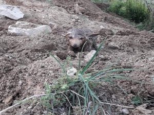 Sulama Kanalından Çıkan Kurt Yavruları Şaşkınlık Yaşattı
