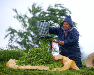 Çay üreticileri bayramı bahçelerinde çalışarak geçiriyor