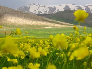 Sarıya Bürünen Yaylalar Cezbediyor