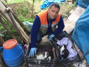 Kedinin Yardımına Akçaabat Belediyesi Koştu