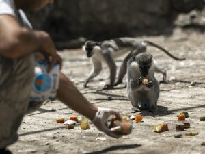 Doğa Parkın Sakinleri Buzlu Meyve Ve Yağmurlama Sistemiyle Serinliyor