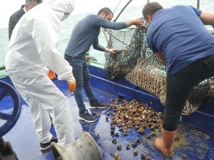 Karadeniz Salyangozu Mercek Altında