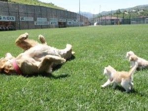 Kedi Yavrularına Annelik Yapıyor