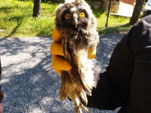 Boş Arazide Yavru Karaca Ve Puhu Kuşu Bulundu