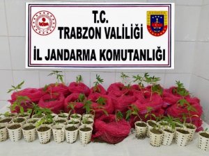 Karton Çay Bardağında Ve Soğan Filesinde Esrar Yetiştirenlere Baskın