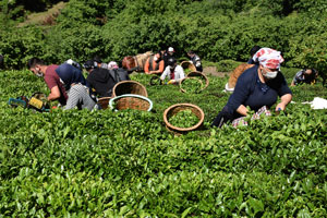 Ordulu fındık üreticileri çayı imece usulü topluyor