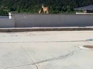 Yavru Yaban Keçileri Hastane Bahçesine İndi