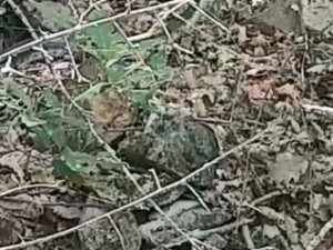 Yılanlar Bu Kez Kendini Doğu Karadeniz’de Gösterdi