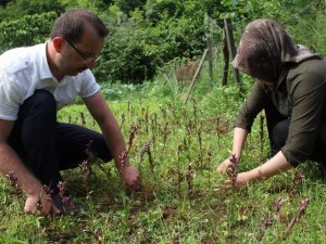 Giresun’da İlk Defa Üretimi Yapıldı, Kilosu Bin 400 Tl’den Satılıyor