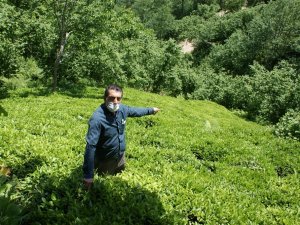 Yılan Isırması Sonucu Hayatını Kaybeden Öğretmenin Ölümünün Ardından “Trabzon’daki Hastanelerde Panzehir Yoktu” İddiası