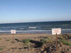 Deniz Kaplumbağaları Mersin Sahillerine Yumurta Bırakmaya Başladı